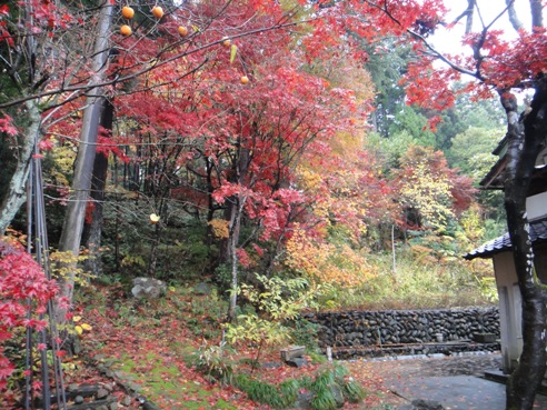 momiji111120.JPG