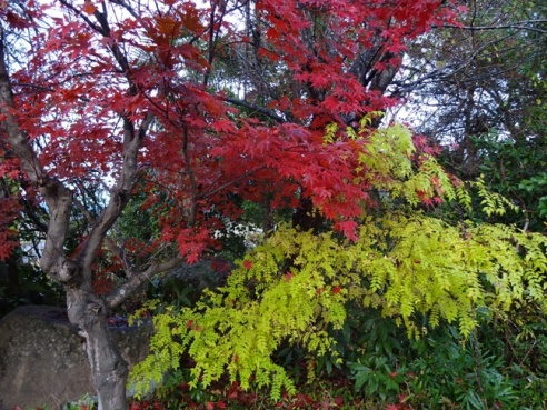 momiji141120.JPG