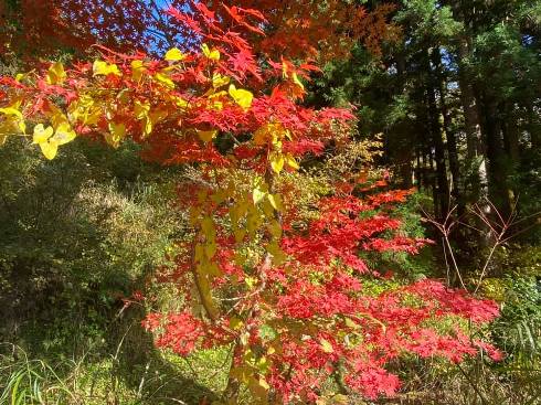 momiji201105.jpg