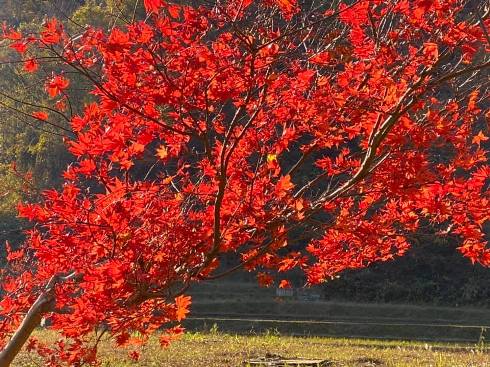 momiji201112.jpg