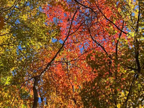 momiji20111501.jpg