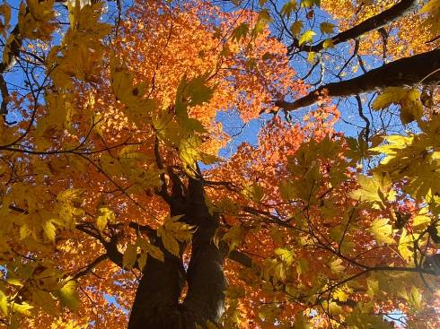 momiji20111502.jpg