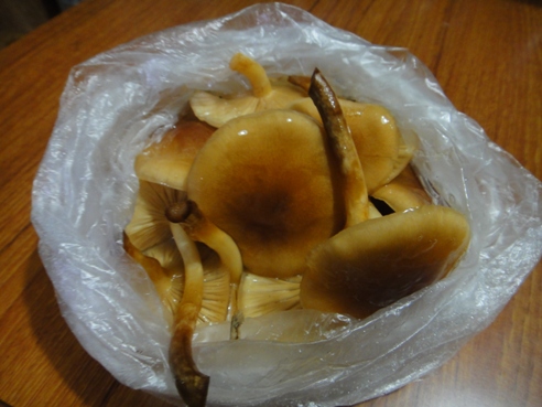 nameko111203.JPG