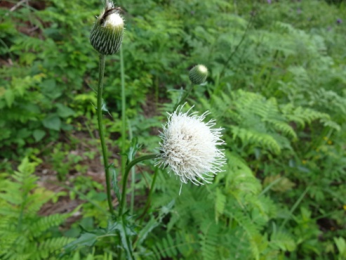 onawashiro130610.JPG