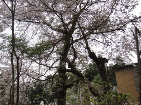 sakura120427.JPG