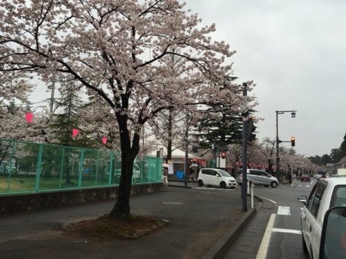 sakura1504071.JPG