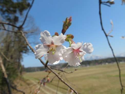 sakura180328.JPG