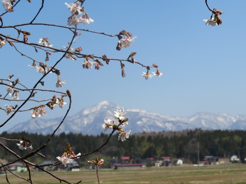 sakura1803281.JPG