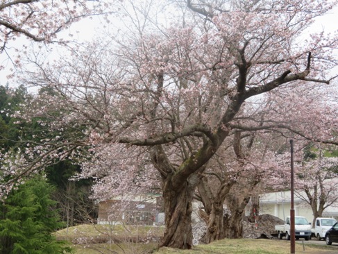 sakura180404.JPG