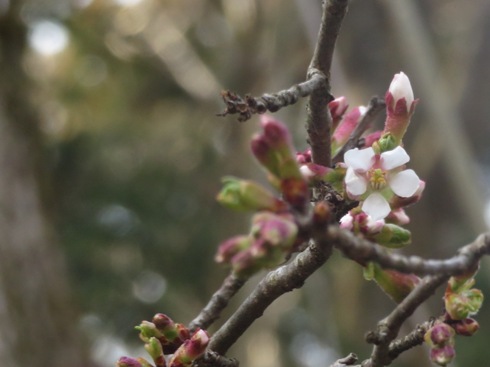 sakura190320.JPG