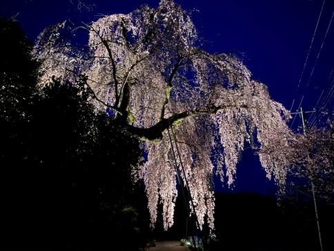 sakura20040201.JPG