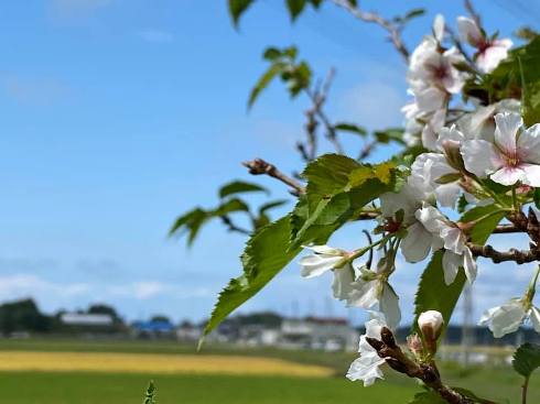 sakura201001.jpg