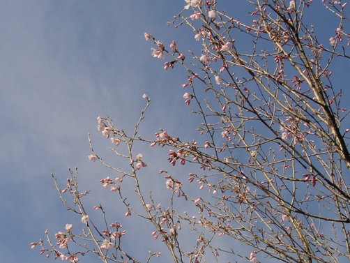 wagayanosakura100410.JPG