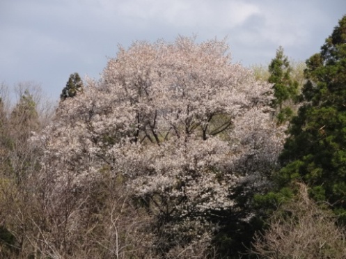 yamazakura130427.JPG